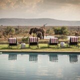 Infinitypool ved et safarihotel med elefanter ved vandhullet i Afrika