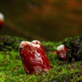 Reishi-svampe vokser i mos på skovbunden