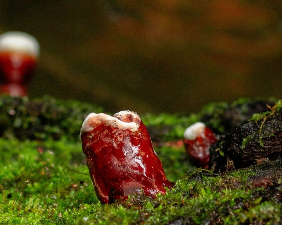 Reishi-svampe vokser i mos på skovbunden