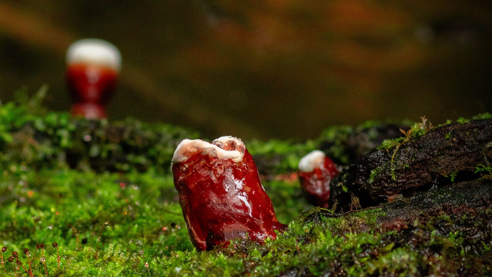 Reishi-svampe vokser i mos på skovbunden