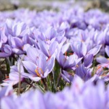 Safranblomster med røde støvfang i mark