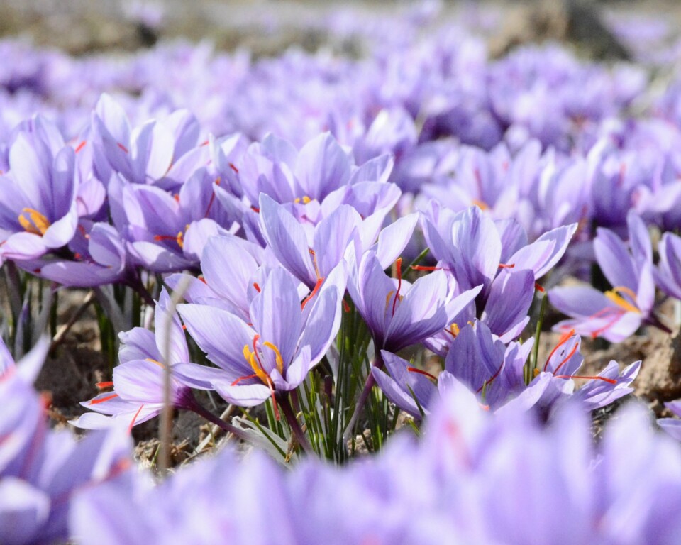 Safranblomster med røde støvfang i mark