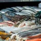 Frisk fisk på is i en fiskehandel