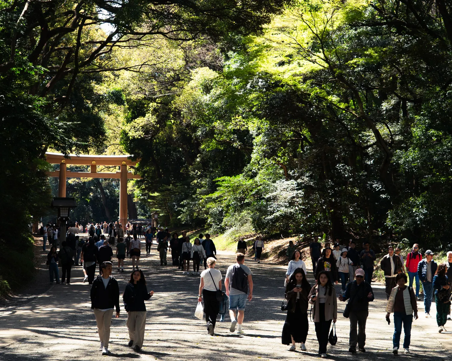 Skovstien og den store torii-port ved Meiji Jingu i Tokyo